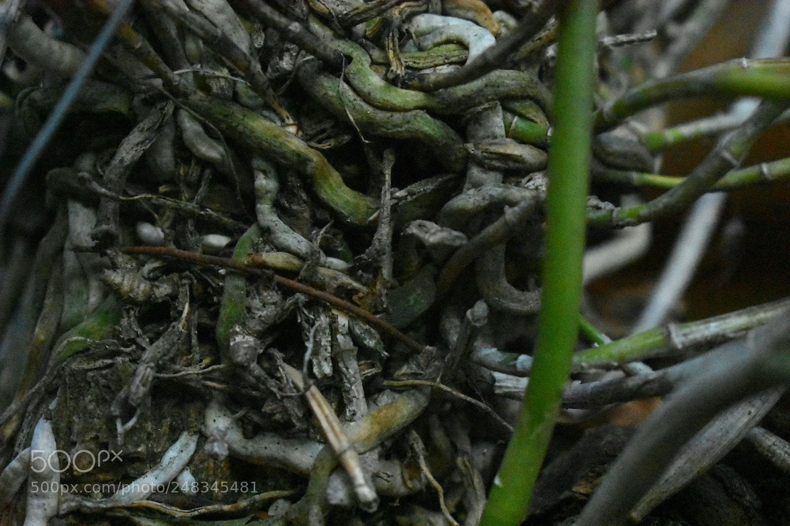 Nikon D3400 sample photo. Textura. photography