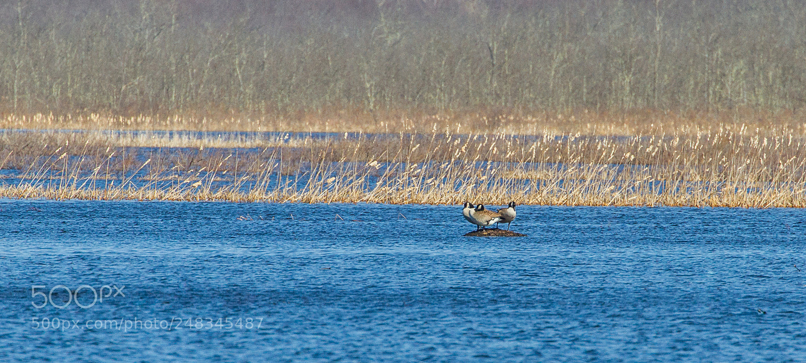Canon EOS 7D sample photo. Goose island photography
