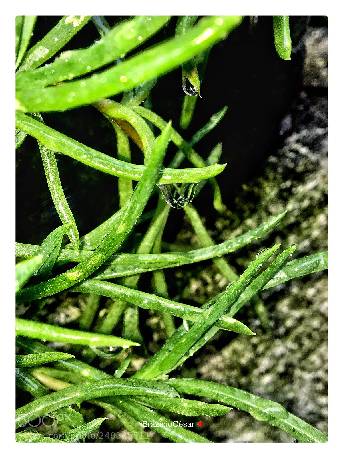 Apple iPhone 6s sample photo. Untitled photography