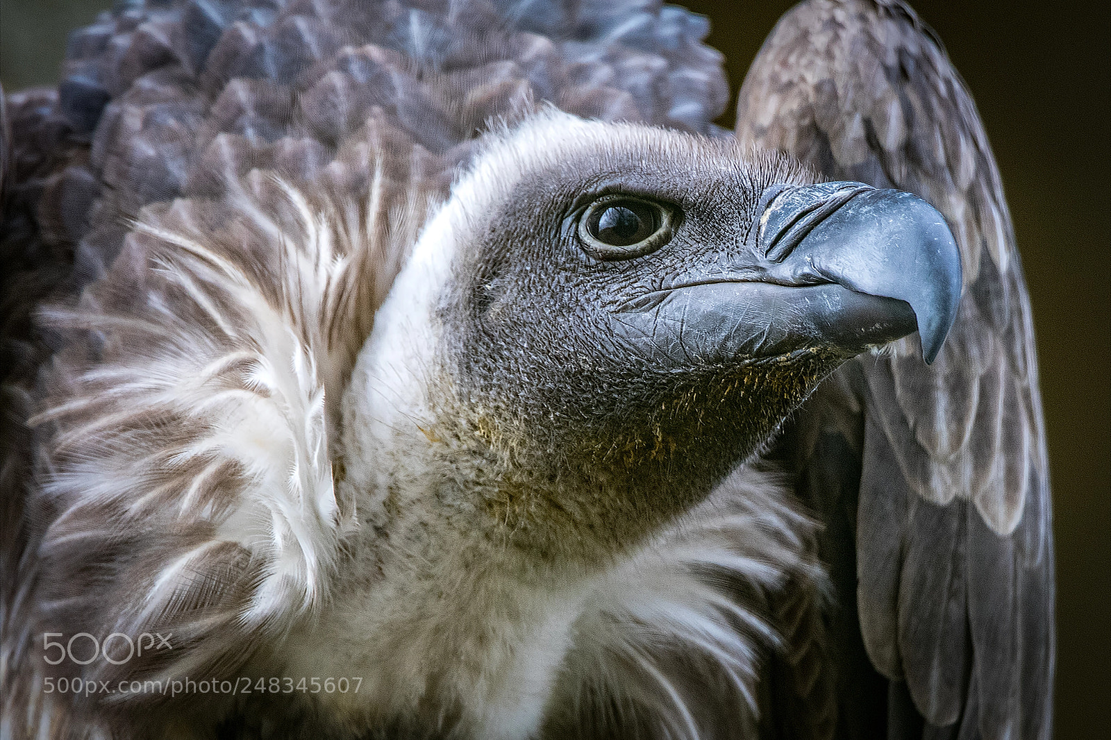 Canon EOS 80D sample photo. White-backed vulture photography