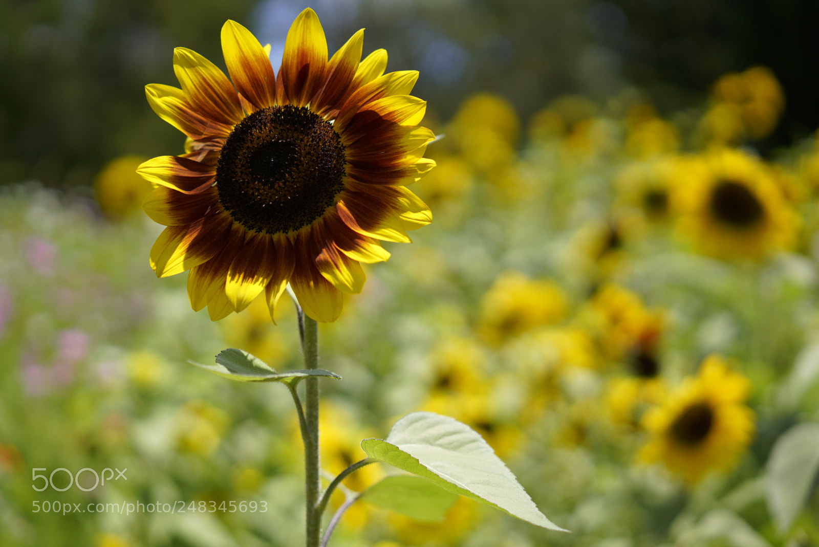 Sony a7R III sample photo. Untitled photography