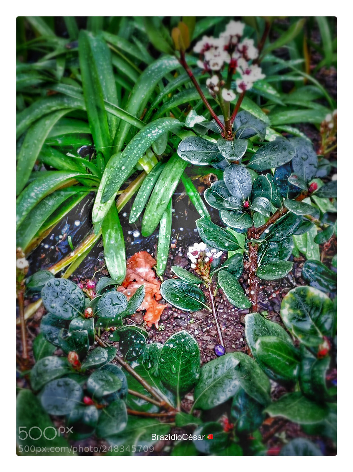 Apple iPhone 6s sample photo. Untitled photography