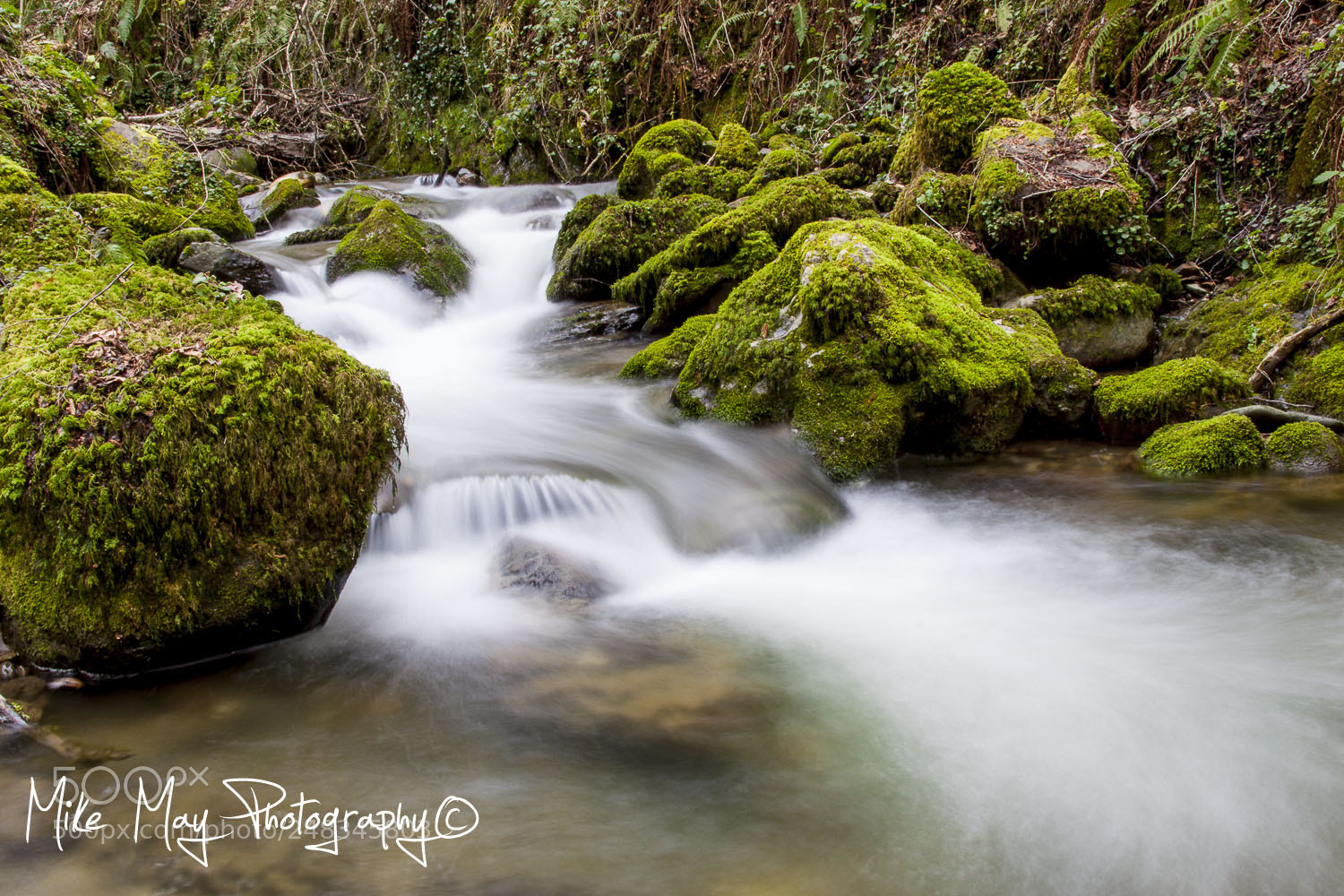 Canon EOS 50D sample photo. "somewhere in the forest" photography