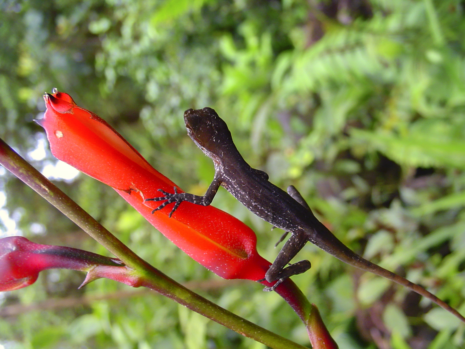 Sony DSC-P52 sample photo. Lizard photography