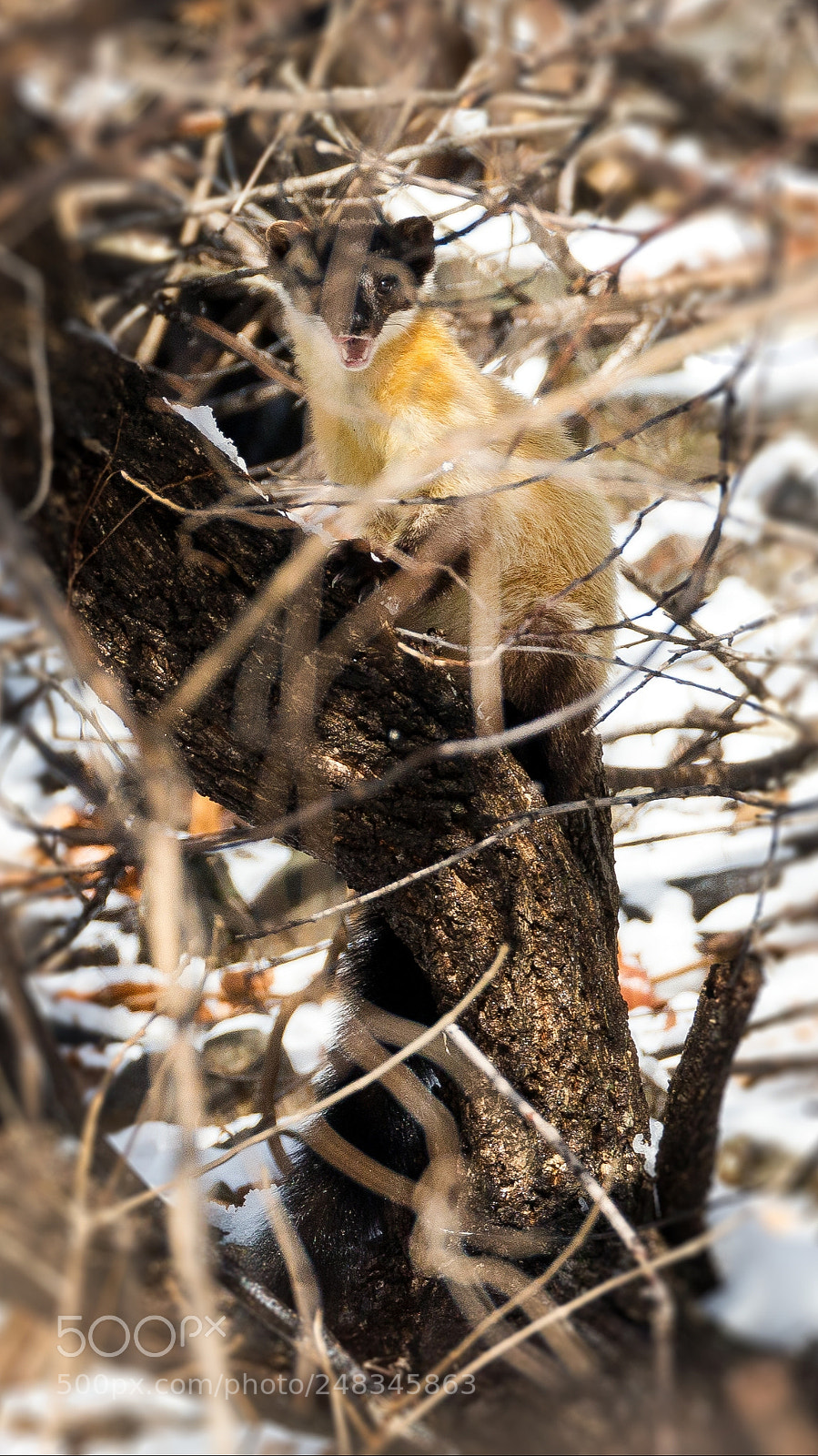 Canon EOS-1D X sample photo. Yellow-throated marte photography