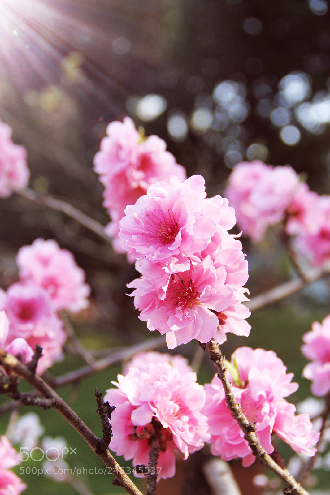 Canon EOS 7D sample photo. 龙泉探梅 photography