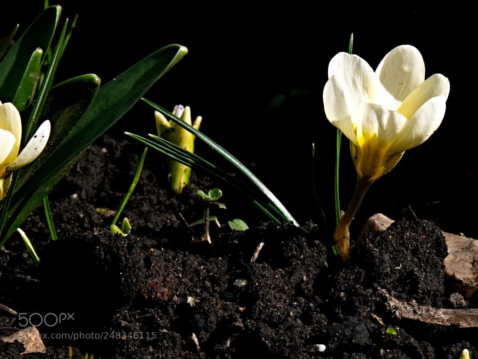 Panasonic Lumix DMC-G85 (Lumix DMC-G80) sample photo. Pale crocus photography