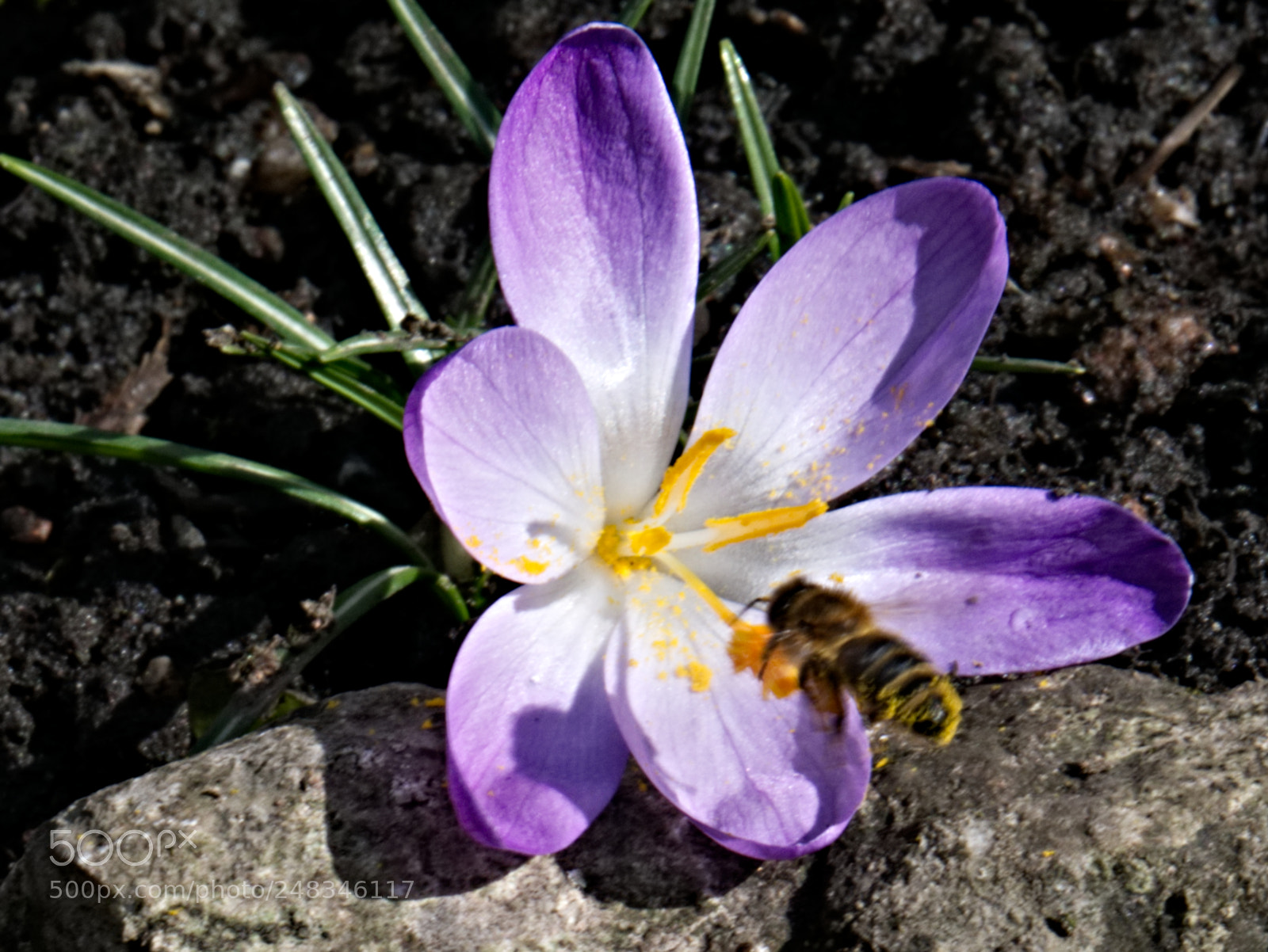Panasonic Lumix DMC-G85 (Lumix DMC-G80) sample photo. Early bee photography
