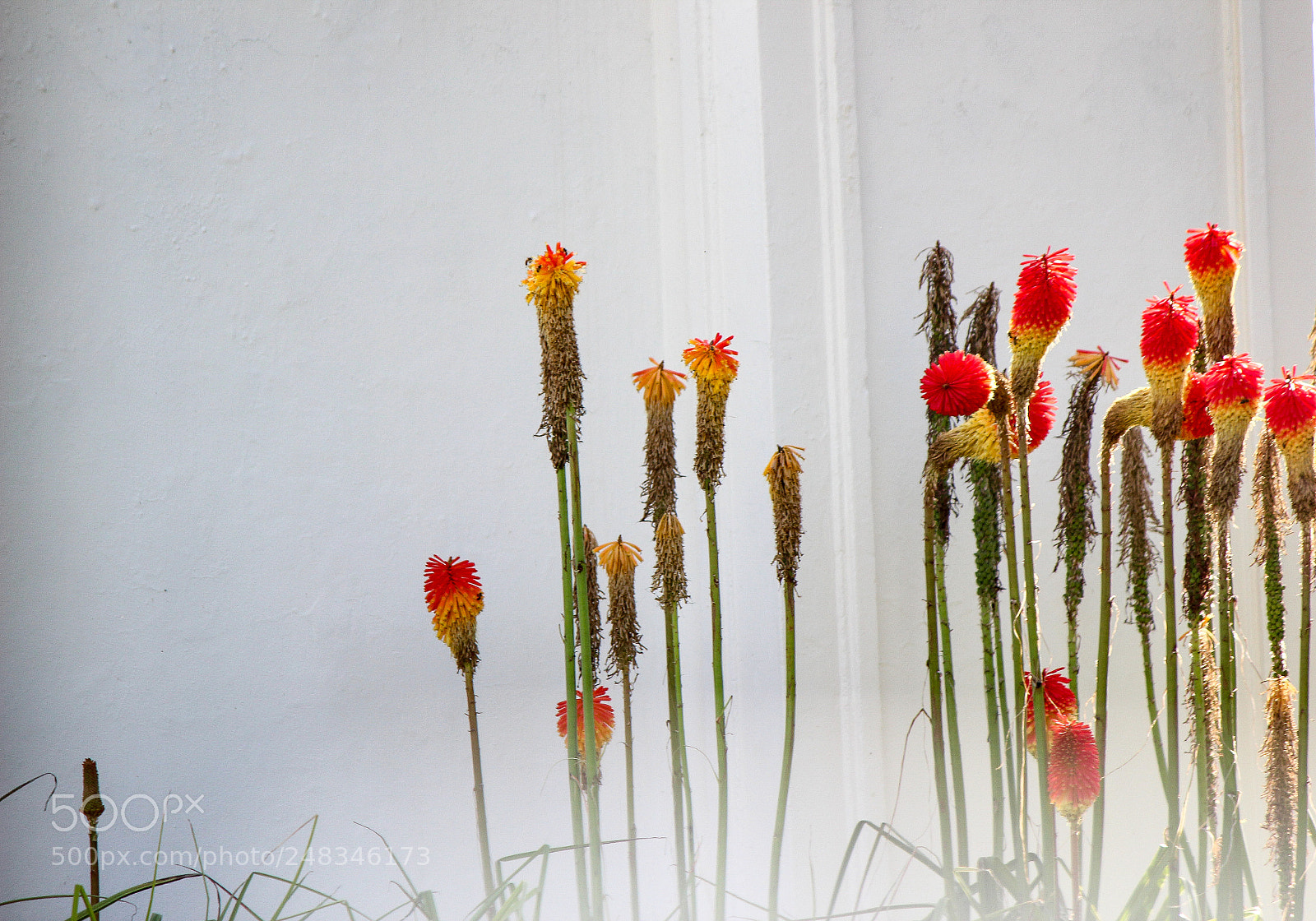 Canon EOS 600D (Rebel EOS T3i / EOS Kiss X5) sample photo. The bright flowers photography