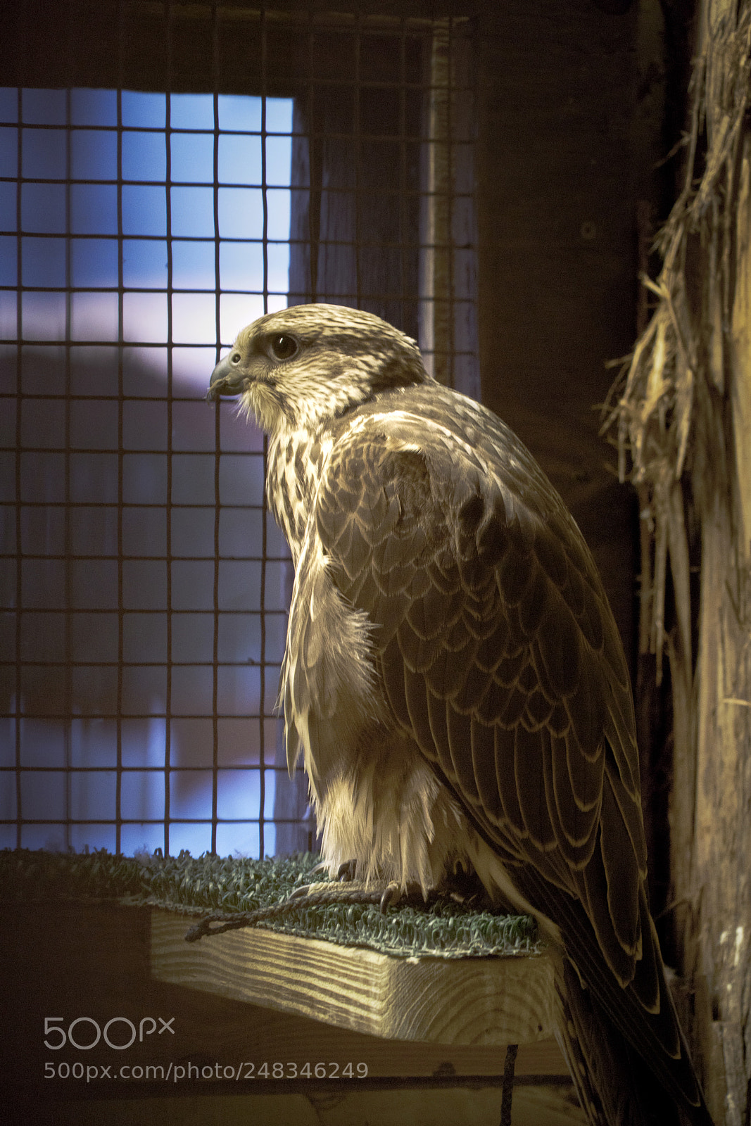 Sony a7R III sample photo. Peregrine falcon photography
