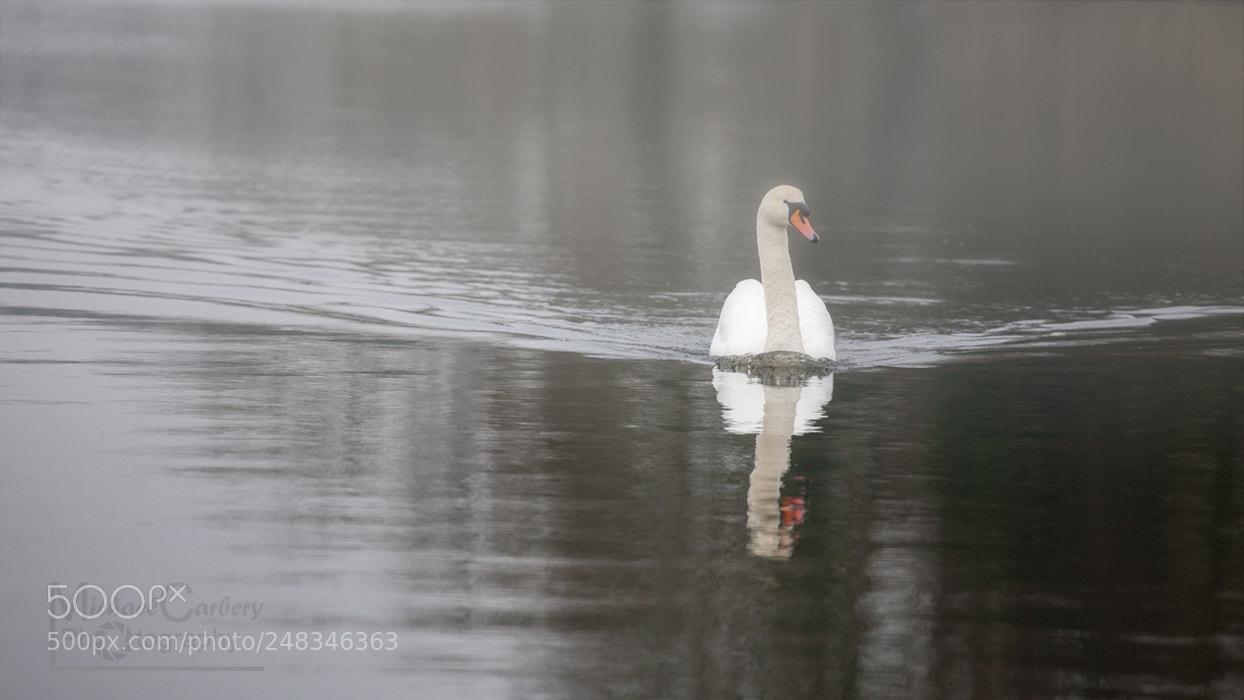 Canon EOS 5D sample photo. Graceful photography