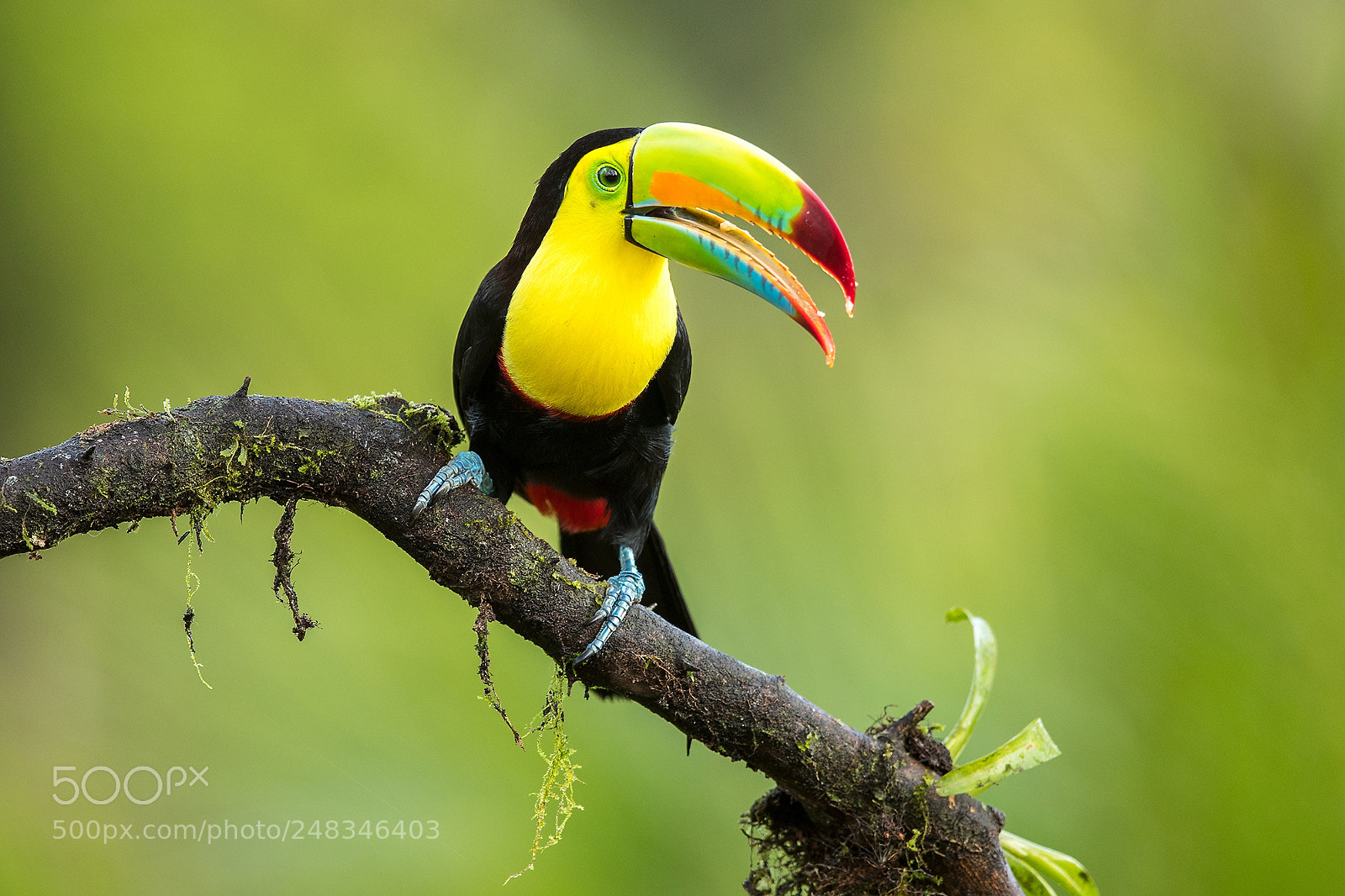 Canon EOS-1D X Mark II sample photo. Costa rica 2017 photography