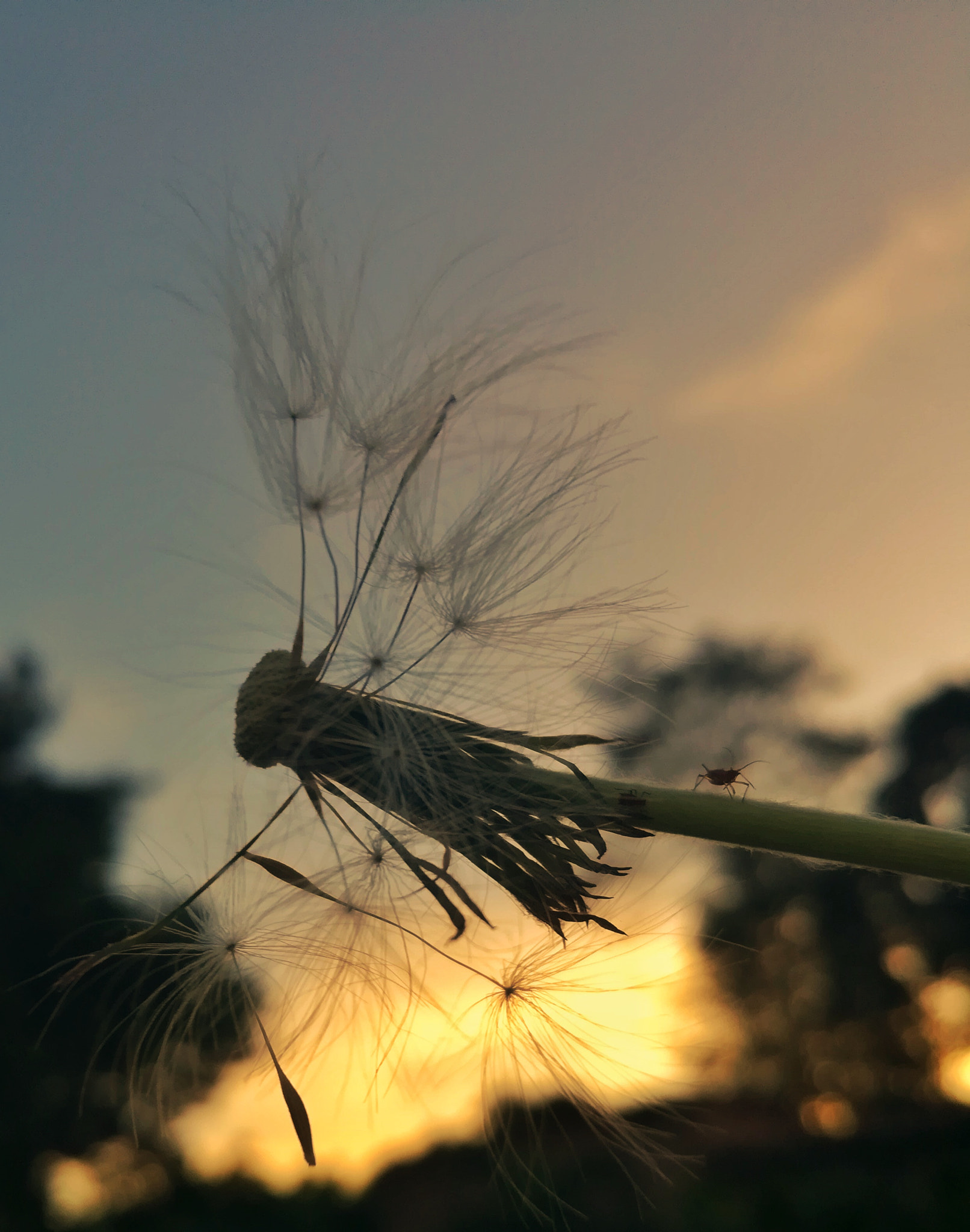 HUAWEI MATE 9 LITE sample photo. Macro sunset photography