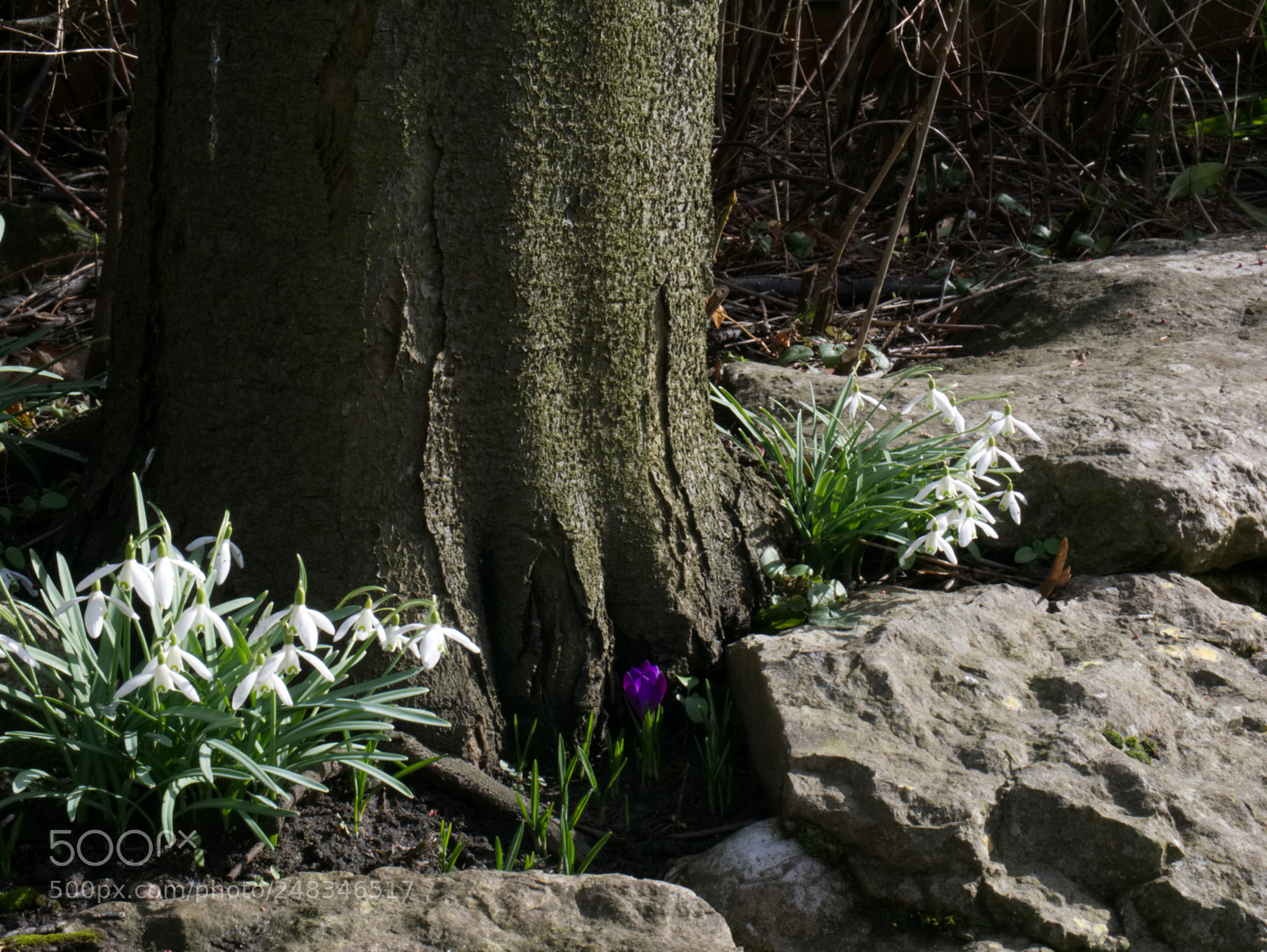 Panasonic Lumix DMC-G85 (Lumix DMC-G80) sample photo. Snowdrop haven photography