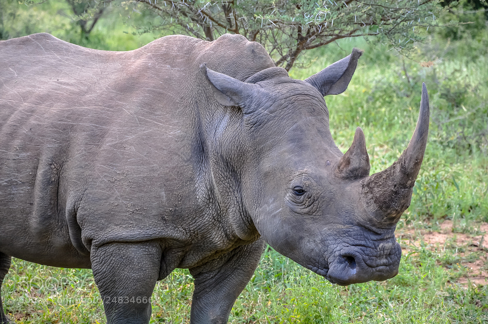 Nikon D90 sample photo. Rugged rhino photography