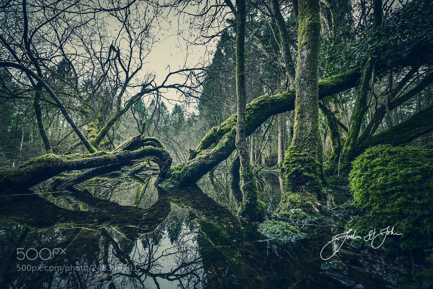 Sony a7R II sample photo. Wet forrest photography