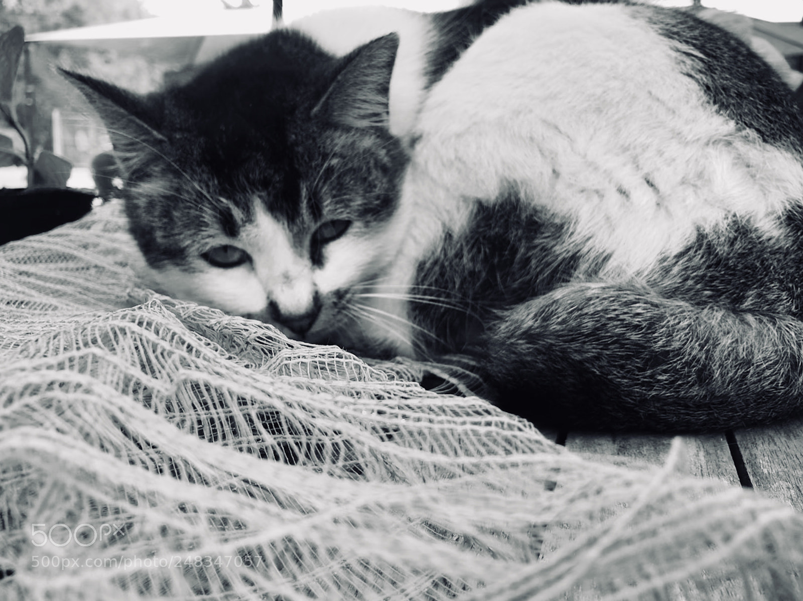 Apple iPhone 7 sample photo. Untitled photography