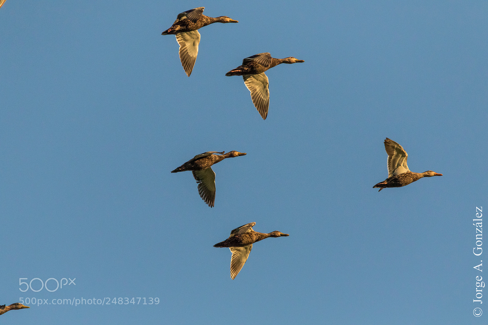 Canon EOS 7D Mark II sample photo. Blue-winged tail photography
