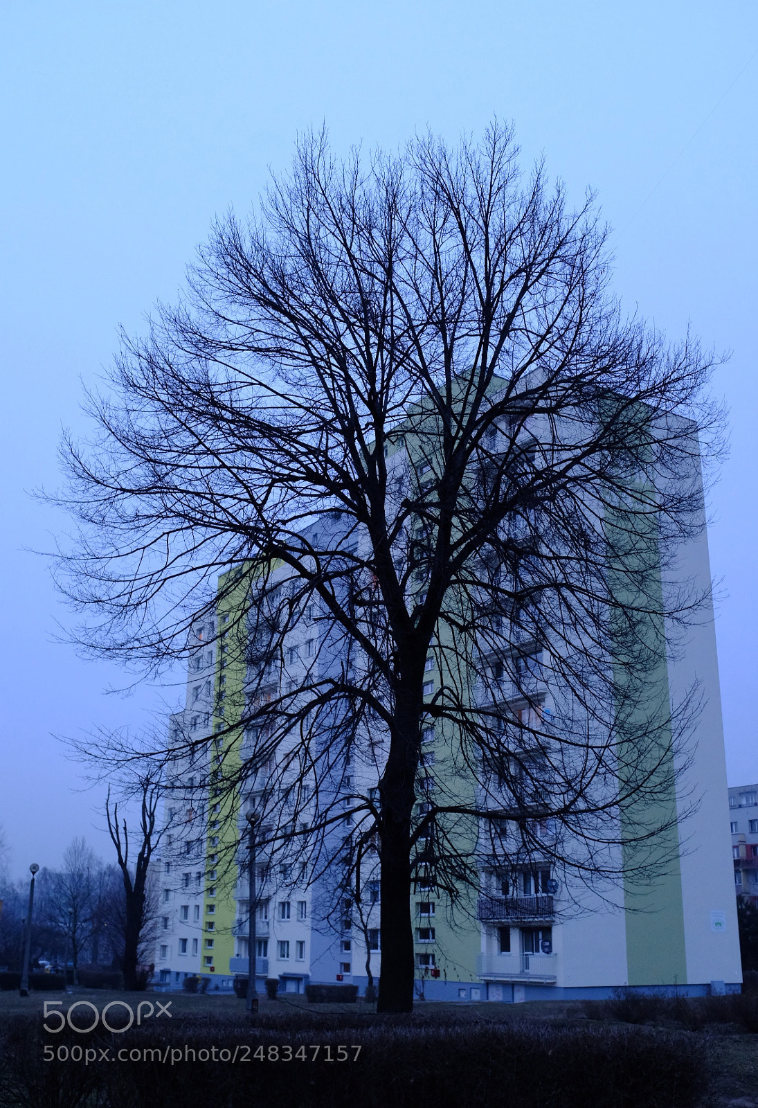 Fujifilm X100F sample photo. Tree photography