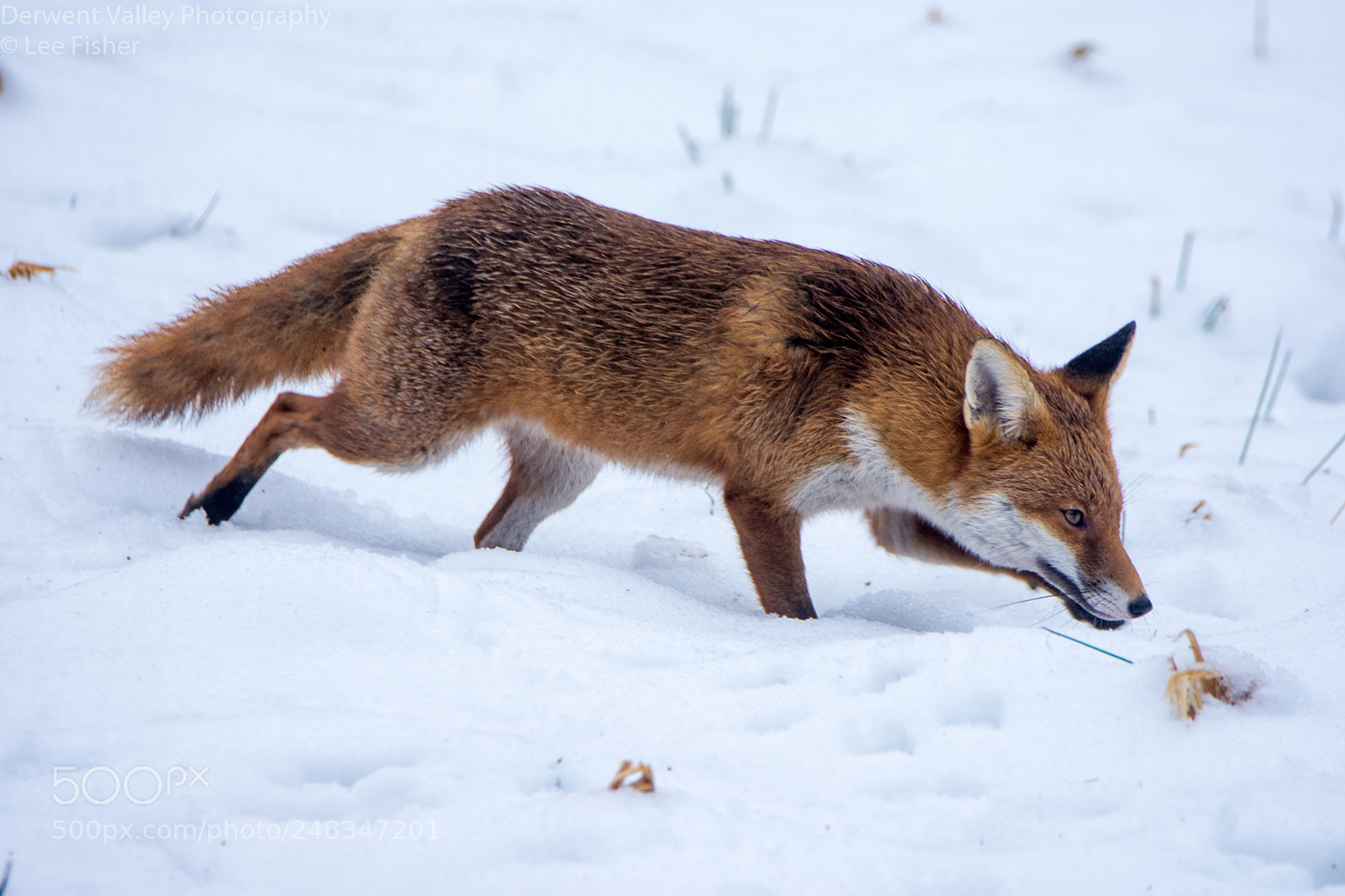 Nikon D7200 sample photo. Fox photography