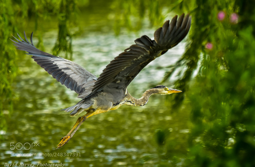 Nikon D7200 sample photo. Heron photography