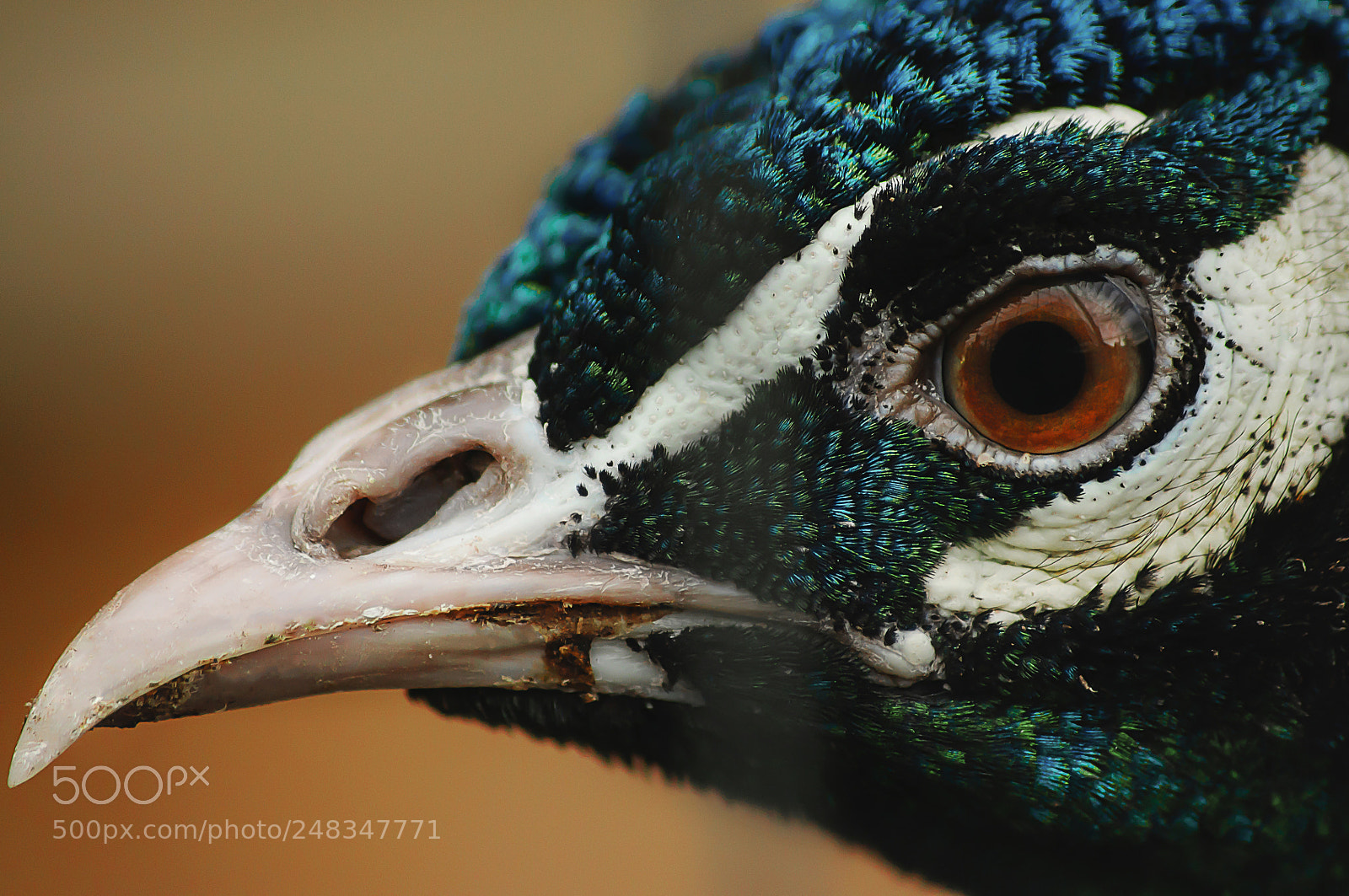 Nikon D90 sample photo. Portrait of beautiful peacock photography