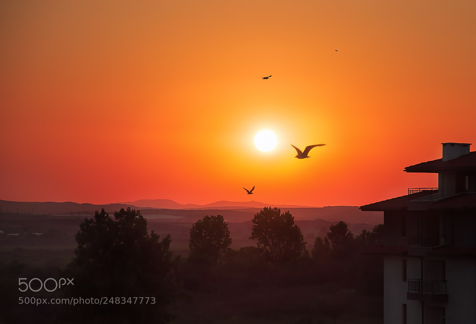 Nikon D90 sample photo. Beautiful sunset with seagulls photography