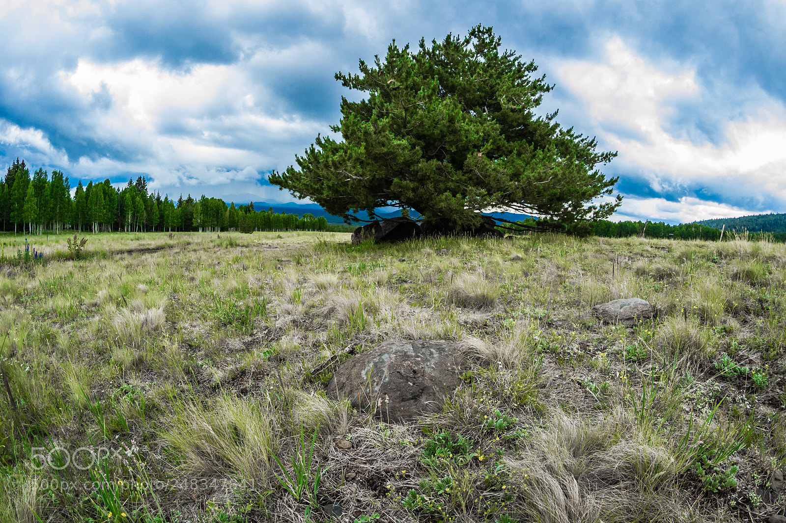 Nikon D3100 sample photo. Lone tree ii photography
