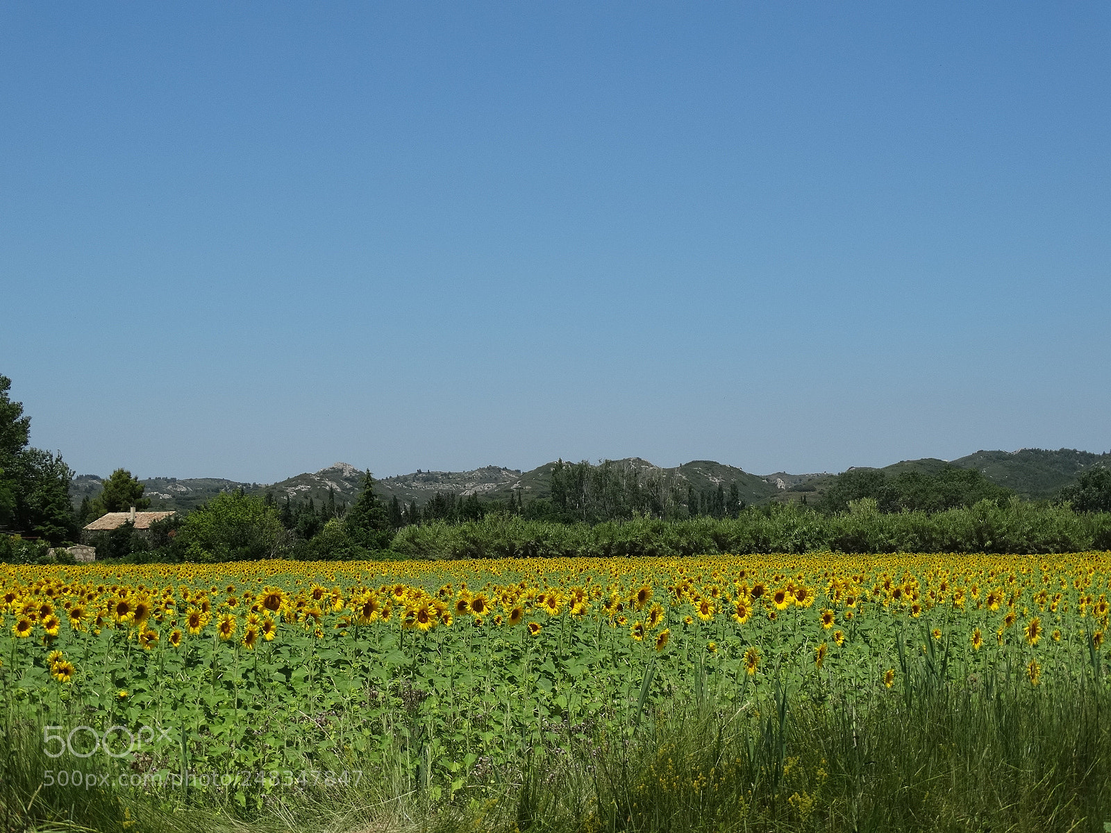 Sony Cyber-shot DSC-HX300 sample photo. Sunflowers in provence photography
