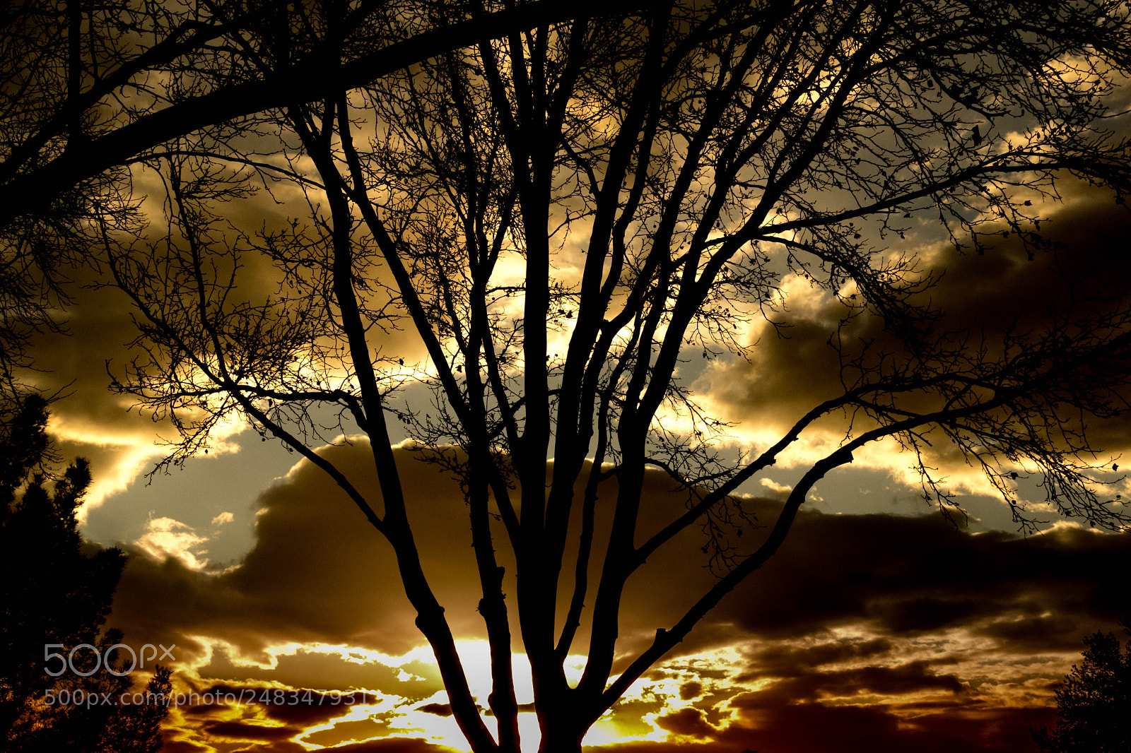 Nikon D5300 sample photo. Trees at sunset photography