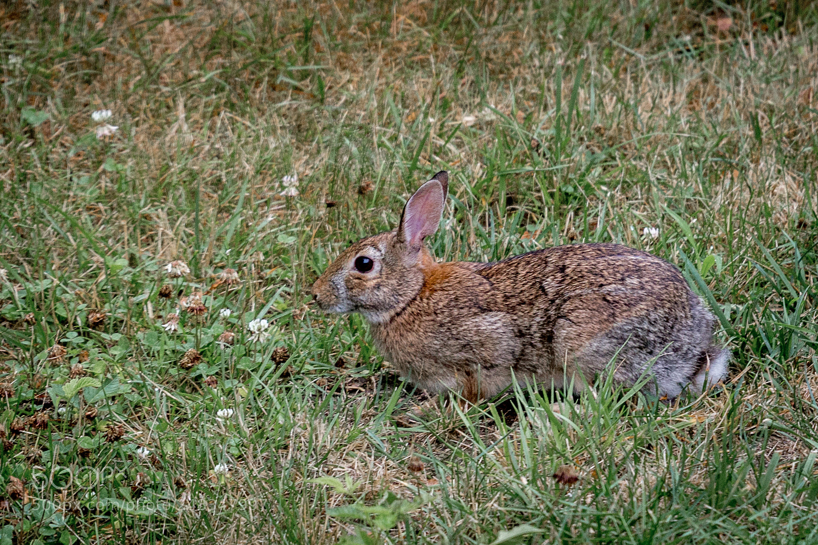 Canon EOS 600D (Rebel EOS T3i / EOS Kiss X5) sample photo. Eastern cottontail rabbit photography