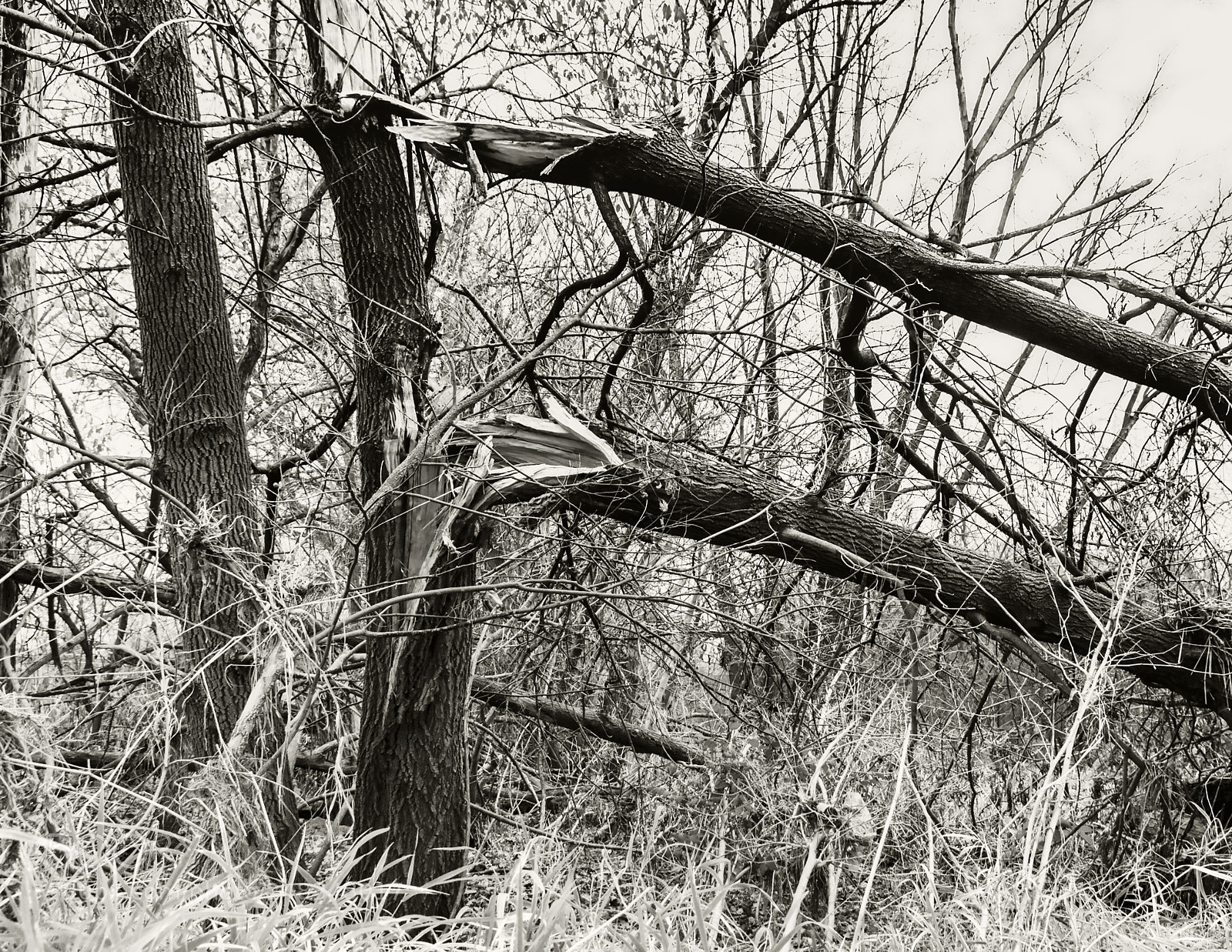 Canon EOS 450D (EOS Rebel XSi / EOS Kiss X2) sample photo. The fallen glory photography