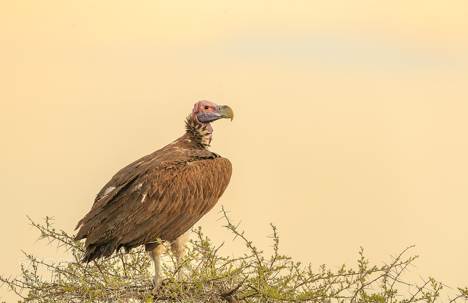 Canon EOS-1D X Mark II sample photo. A vulture photography