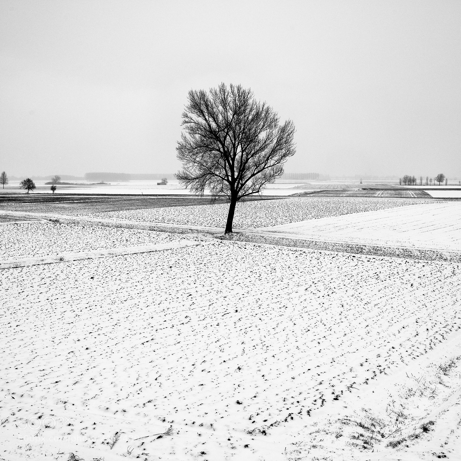 Nikon D850 sample photo. Snow photography