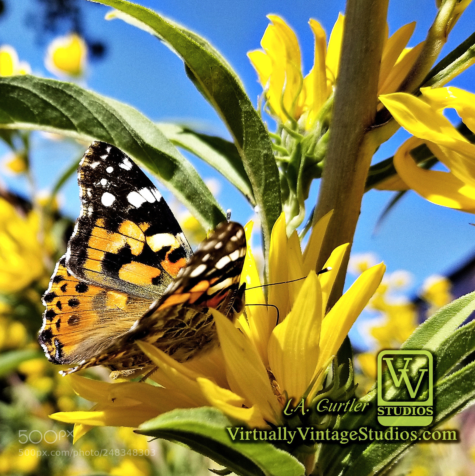 Samsung Galaxy S8 sample photo. Painted lady butterfly photography