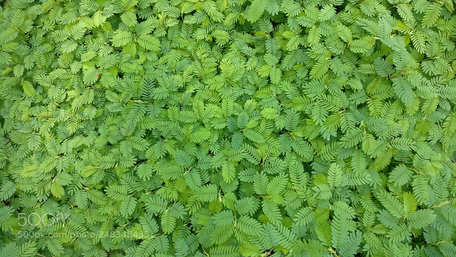 OnePlus A3000 sample photo. Tiny forest: aerial photography