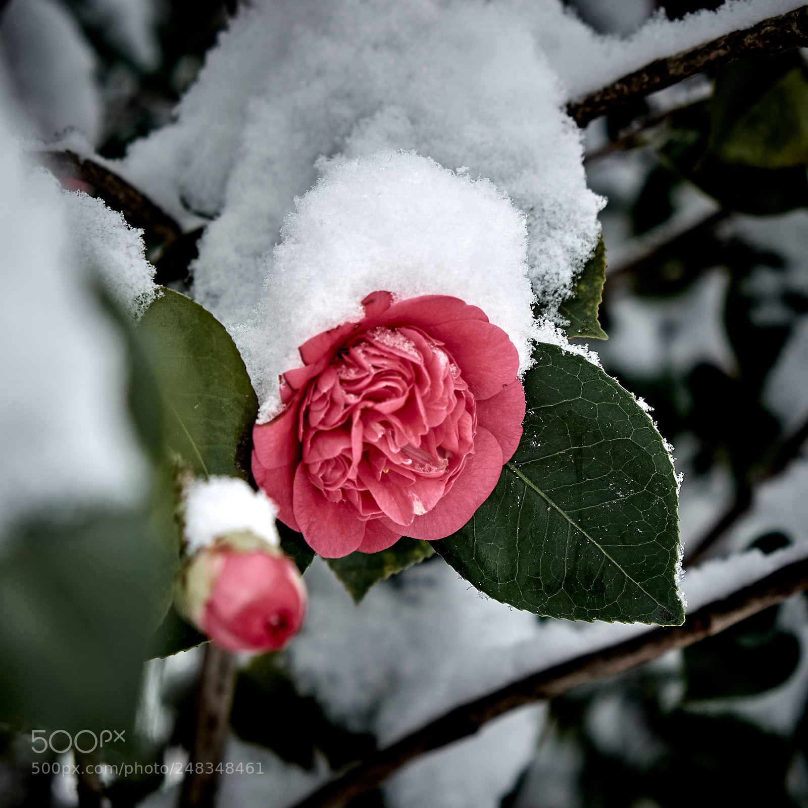 Fujifilm X-E1 sample photo. Kamelia photography