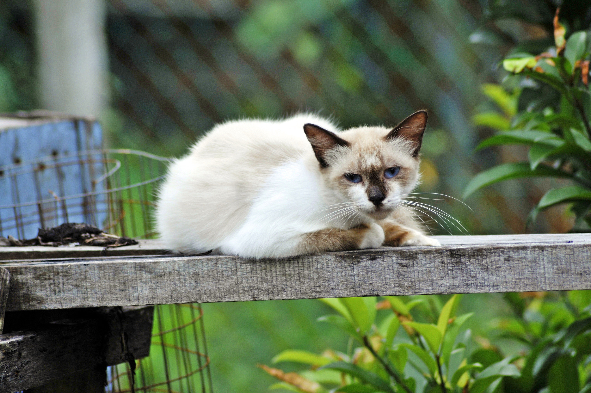 Nikon AF Nikkor 70-300mm F4-5.6G sample photo. The 'sleepy' eyes .... photography