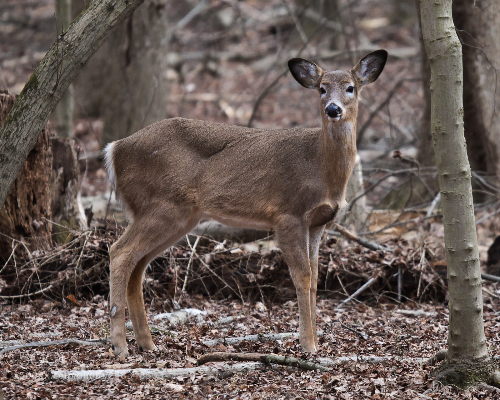 Nikon D5600 sample photo. Whitetail deer photography