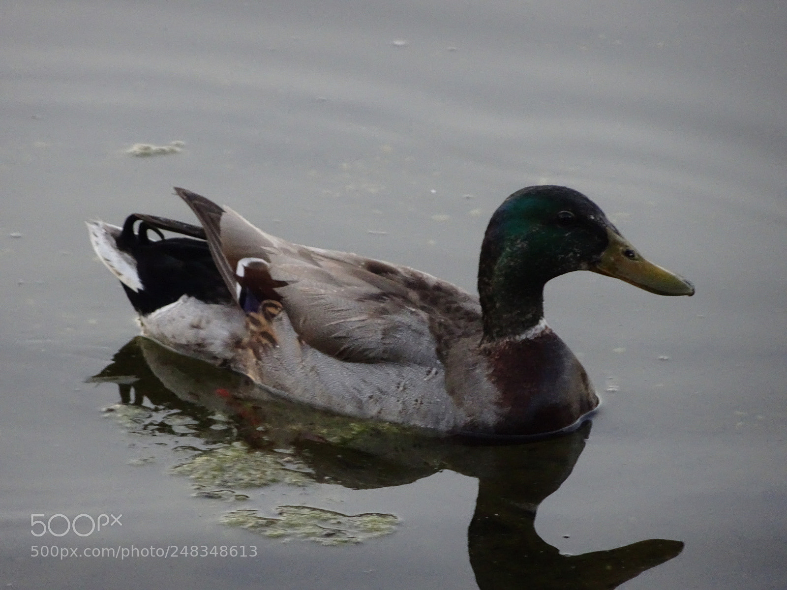 Sony Cyber-shot DSC-HX80 sample photo. Duck at reflecting pool photography