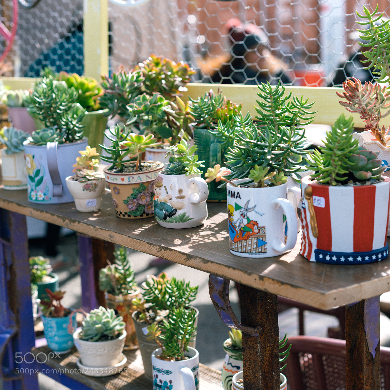 Sony a7R III sample photo. Cactus photography