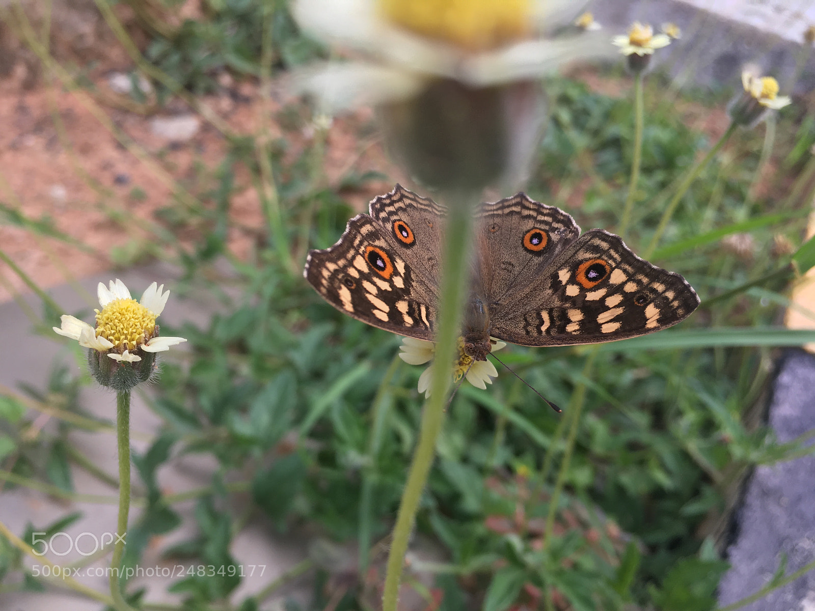 Apple iPhone SE sample photo. Nature photography