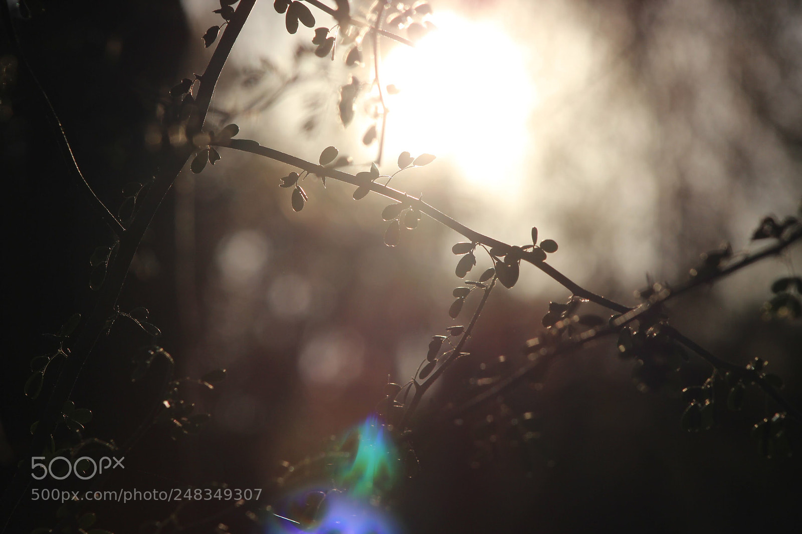 Canon EOS 600D (Rebel EOS T3i / EOS Kiss X5) sample photo. Sunbeam photography