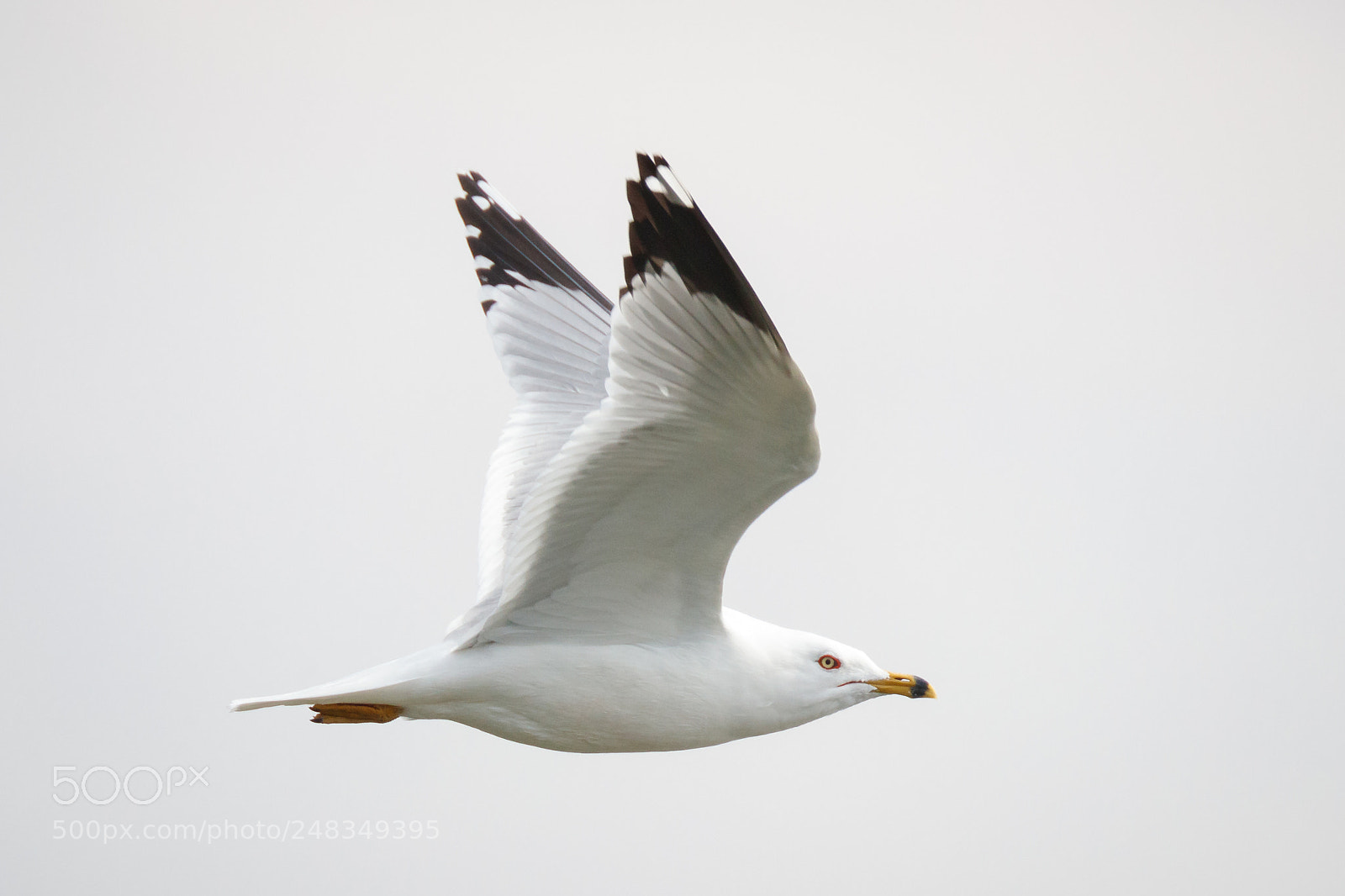 Canon EOS 80D sample photo. Ring-billed photography