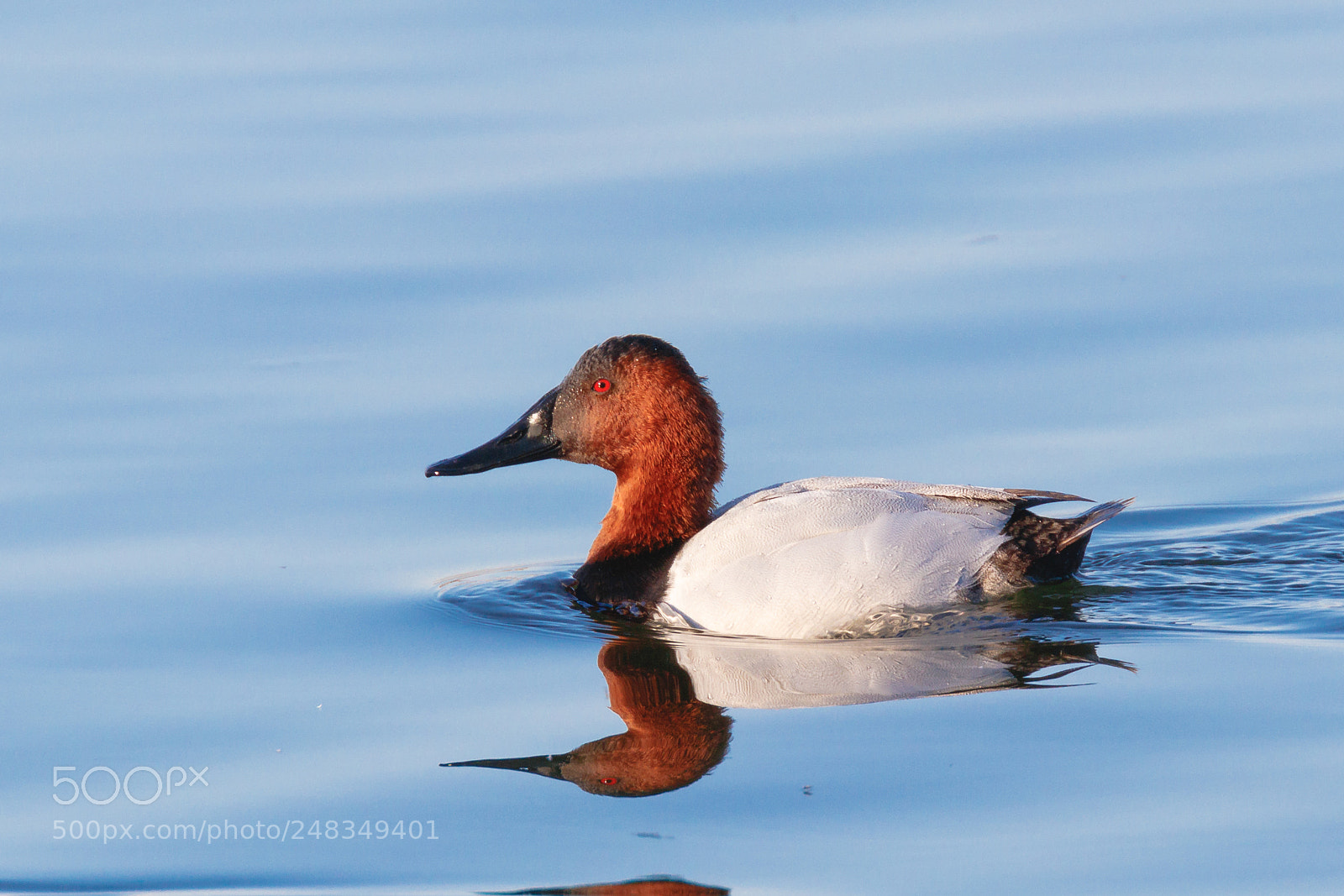 Canon EOS 80D sample photo. Duck photography