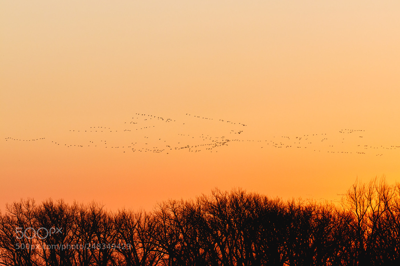 Canon EOS 80D sample photo. Migrating birds photography