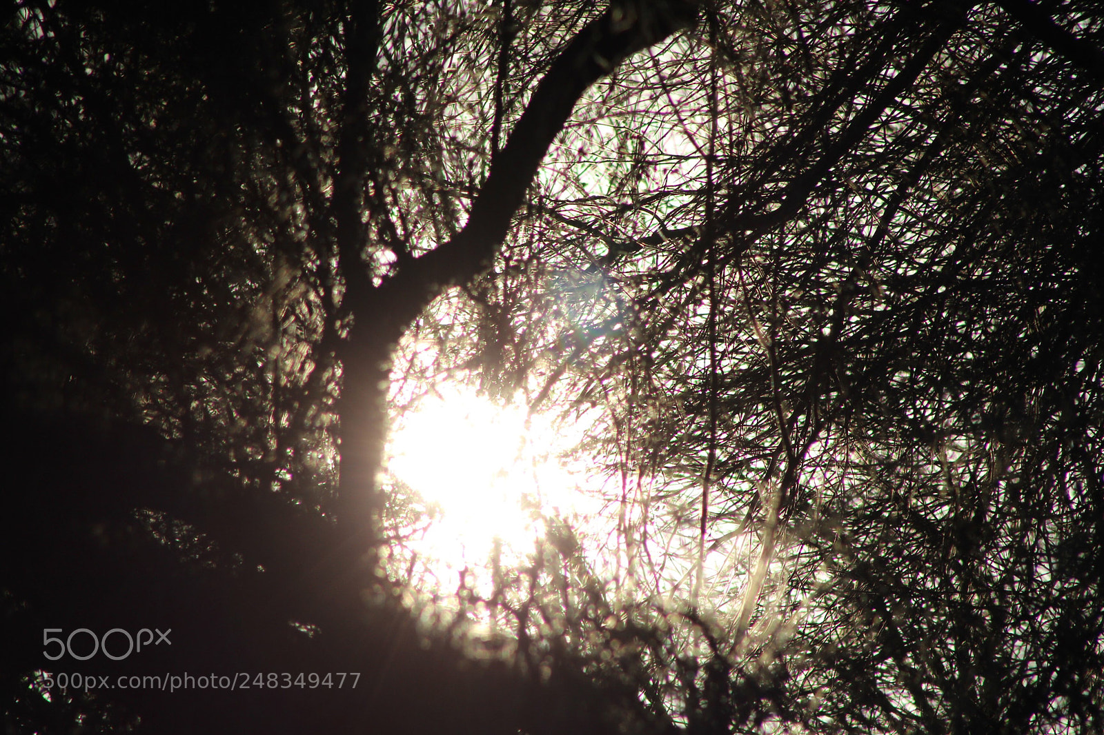 Canon EOS 600D (Rebel EOS T3i / EOS Kiss X5) sample photo. Licht photography