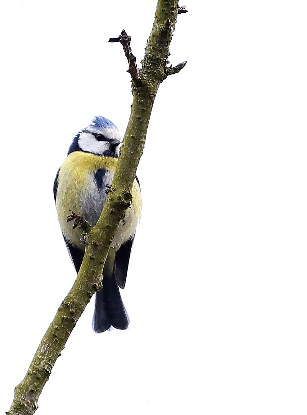 Canon EOS 6D + Canon EF 70-200mm F4L USM sample photo. Mesange bleu photography