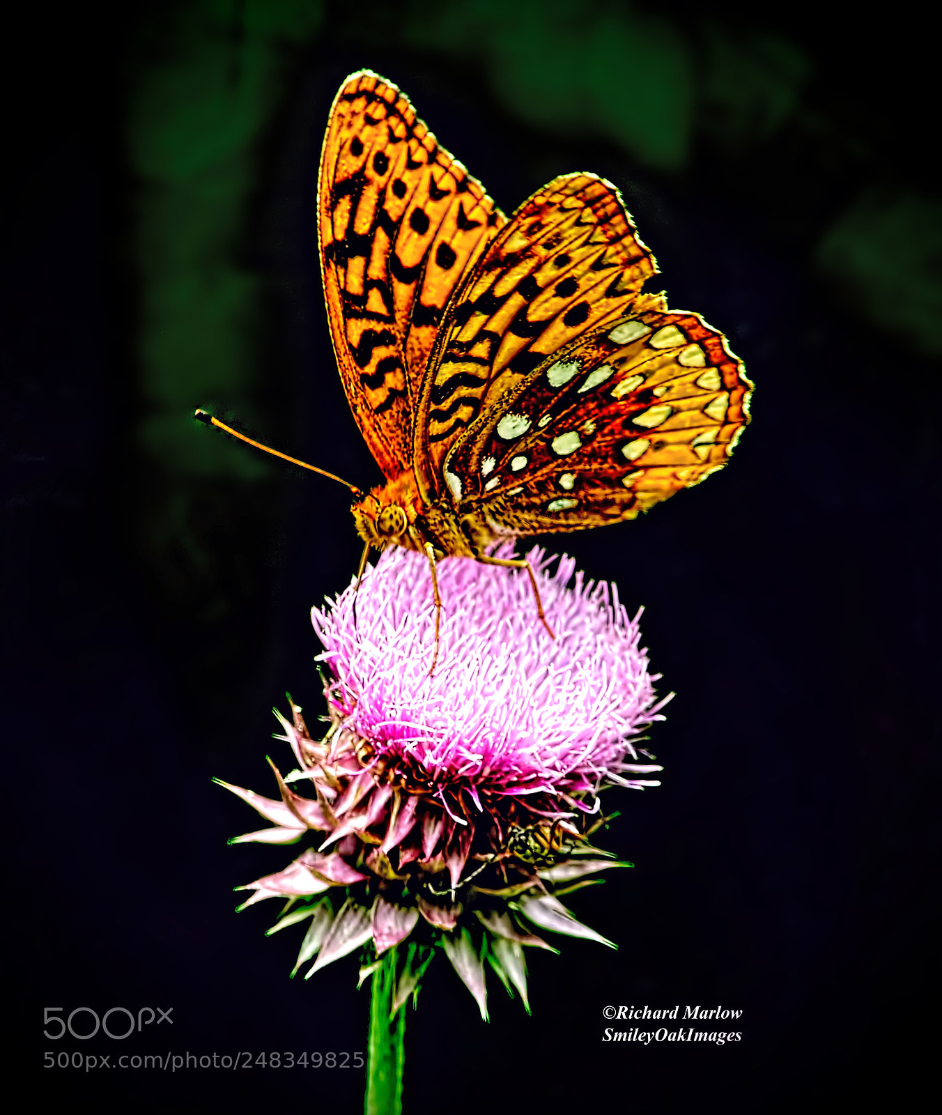 Nikon D5000 sample photo. Butterfly photography