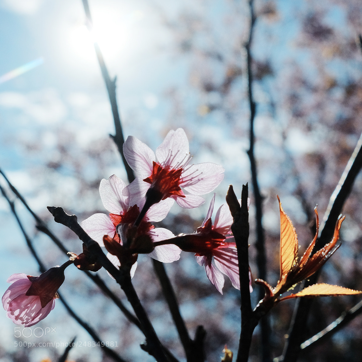 Fujifilm X-Pro2 sample photo. Copy photography